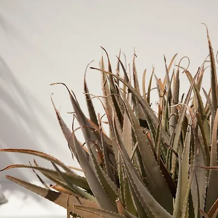 Cutimare - Aeolian Charme 액쿠아칼다