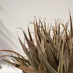 Cutimare - Aeolian Charme Acquacalda